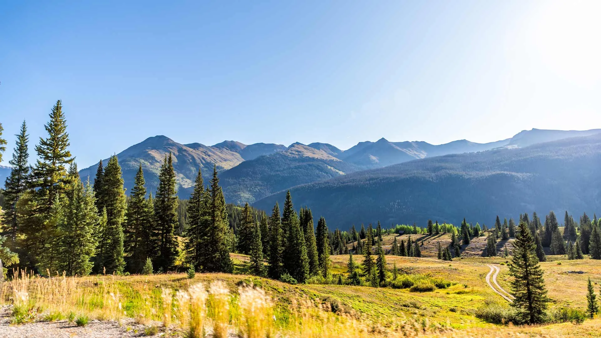 Green Pine Forest Trees Near San Juan Rocky Mountains, Colorado